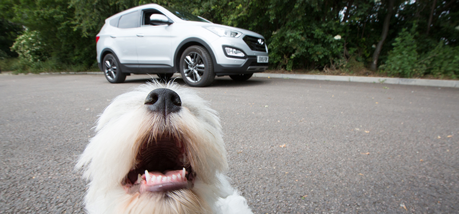 Tips om huisdieren te vervoeren met de auto met BlaBlaCar